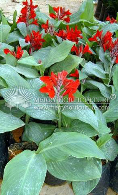 Canna thai red 1